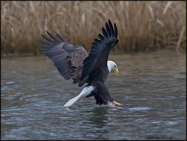 _2SB2414 american bald eagle.jpg